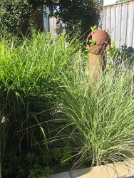 Gräser im Garten