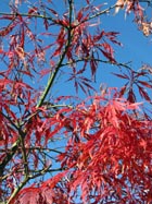 Gartentipps Oktober