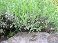 Lavendel